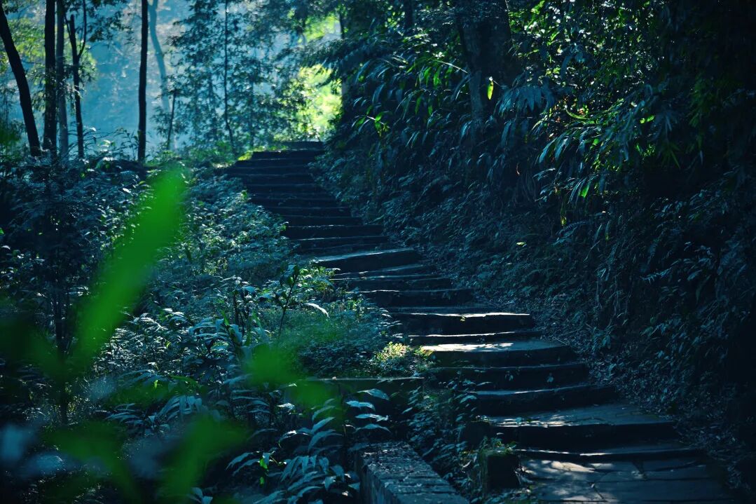 暑期出逃｜21.6℃峨眉半山，赴一场夏日青春轻徒步